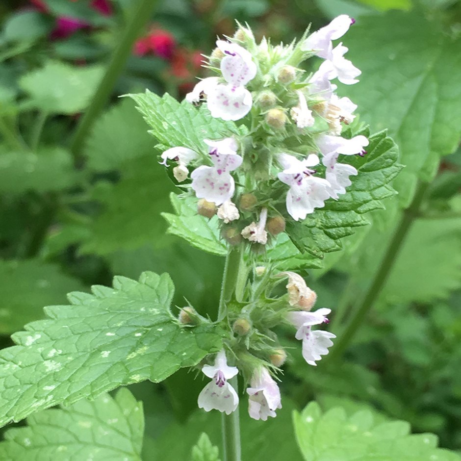 501+CATNIP Seeds Cat Sedative Herbal Drought Poor Soils Organic Container/Garden