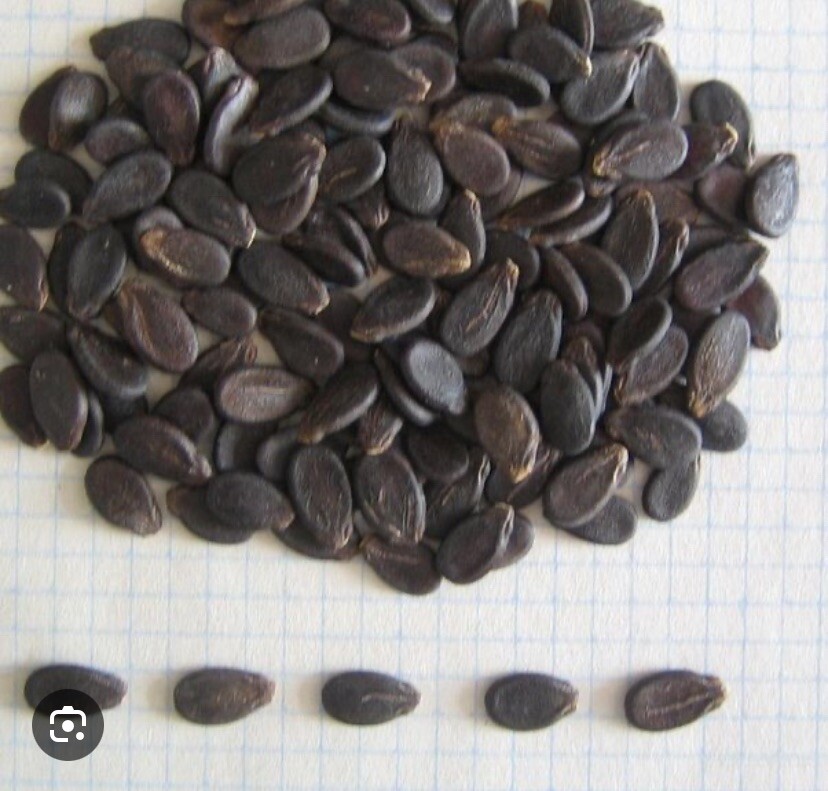 All Sweet Watermelon Seeds | Non-GMO | Free Shipping | 30 Count Seeds