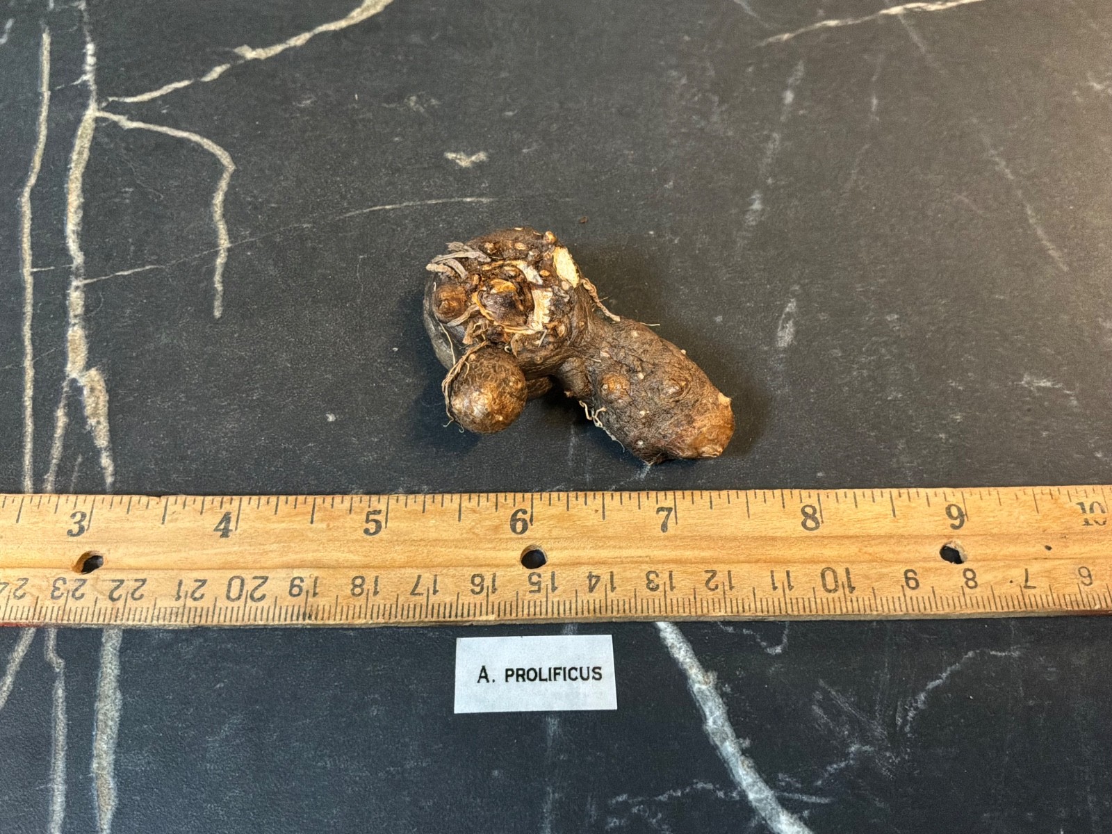 Amorphophallus prolificus 2YO Tuber Rare Plant Aroid Bulb Flower Collectors