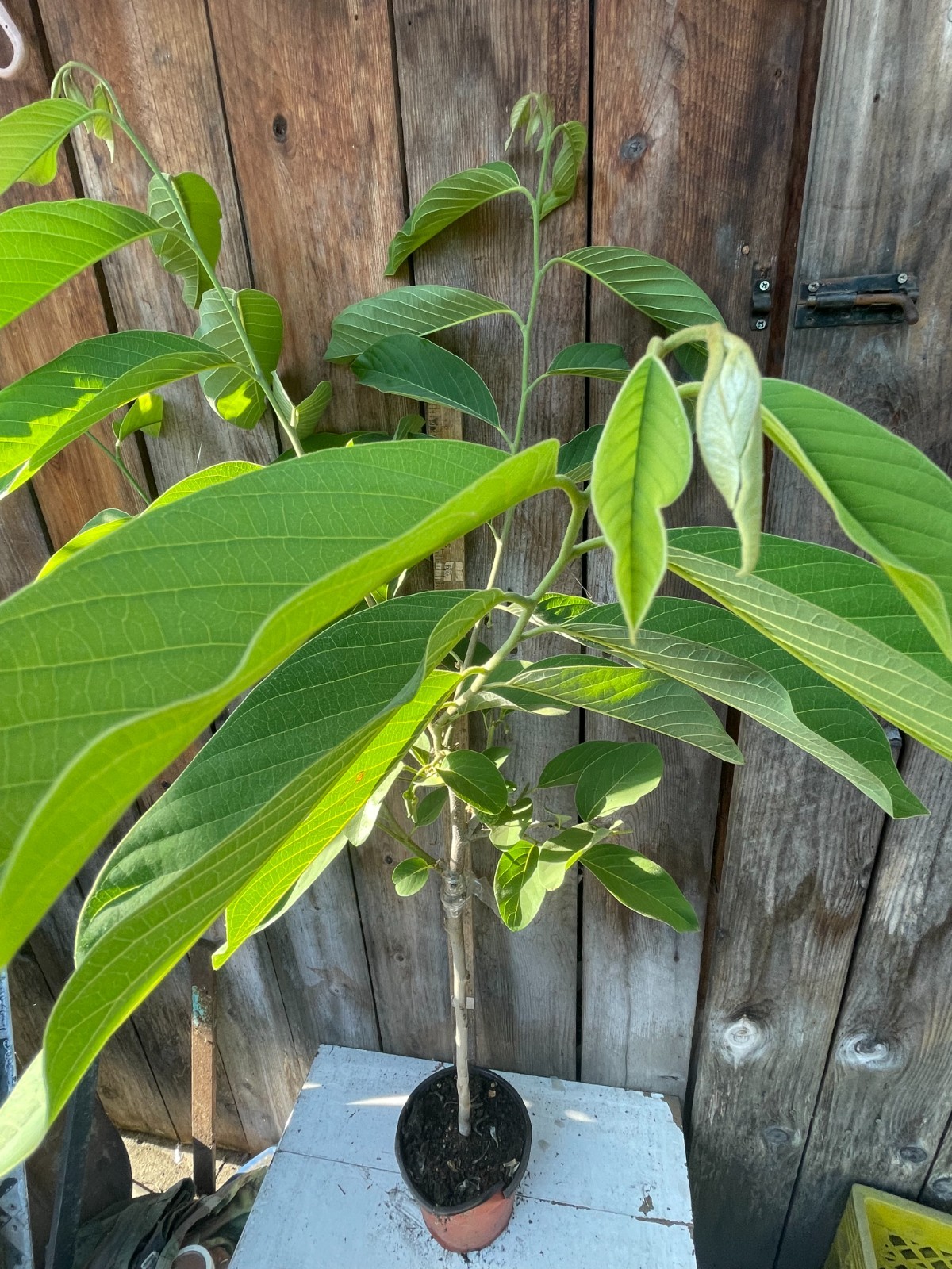 1 Rare Grafted Pineapple Annona Cherimola X A Squannosa Atemoya, Annona Squnnosa