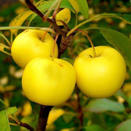 French Wild Apple Tree | Premium Seeds | Malus sylvestris ‘Fall’ | Plants’®