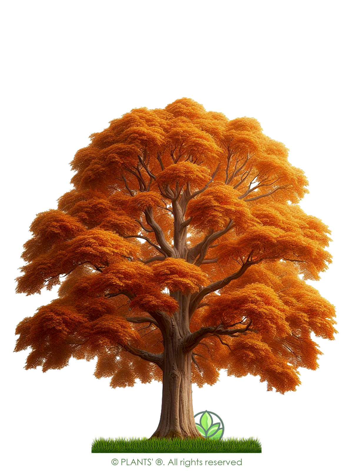 French Wild Apple Tree | Premium Seeds | Malus sylvestris ‘Fall’ | Plants’®