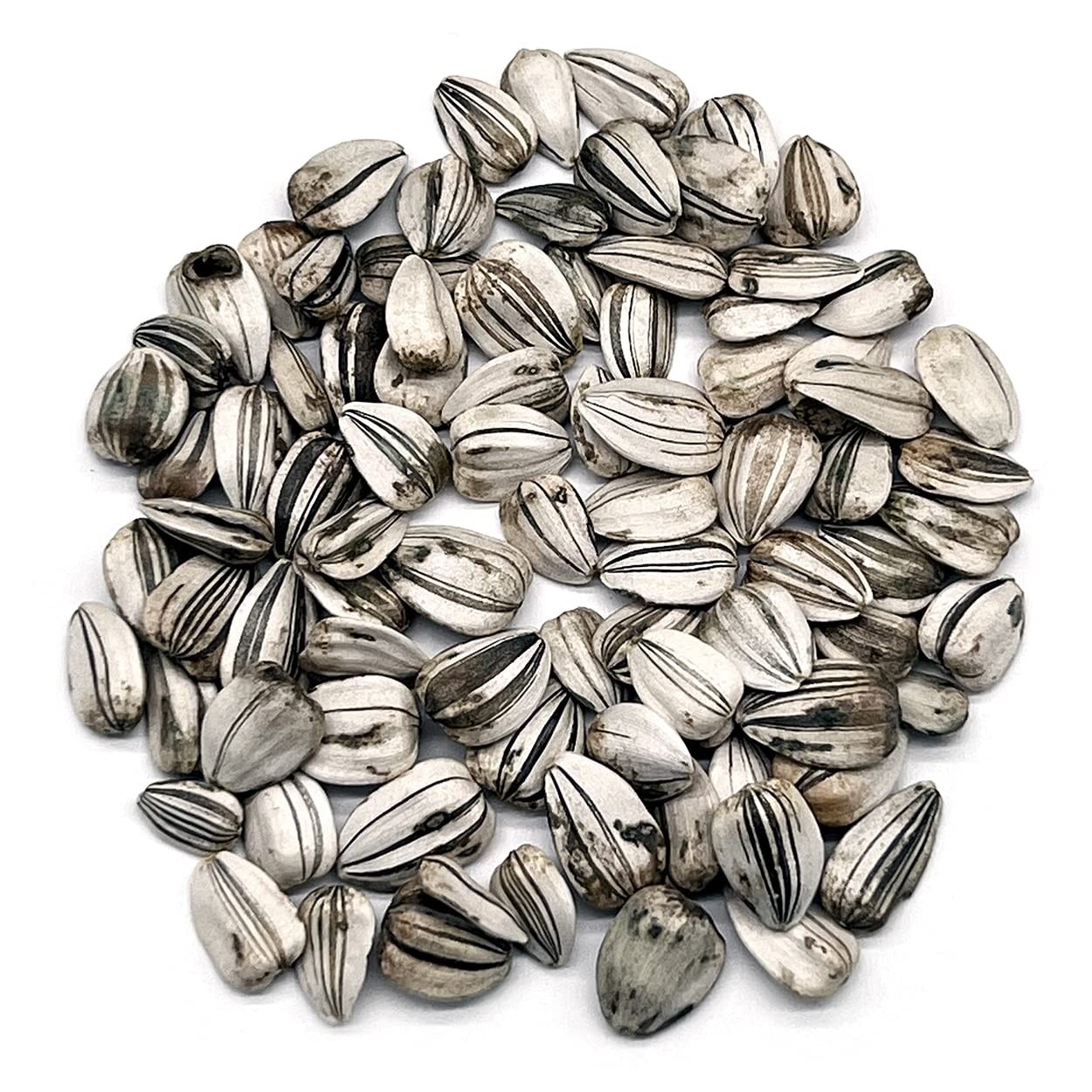 Mammoth Gray Stripe Sunflower Seeds, Approx 100 Non-GMO Premium Flower Seeds