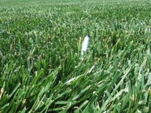 FALCON IV TURF TYPE FESCUE Grass Seed Disease Resistant Deep Green Color & Hardy