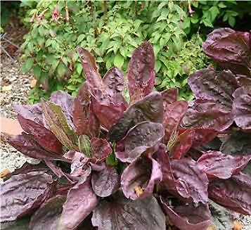 Plantago major Purpurea Plantain 1,000 seeds