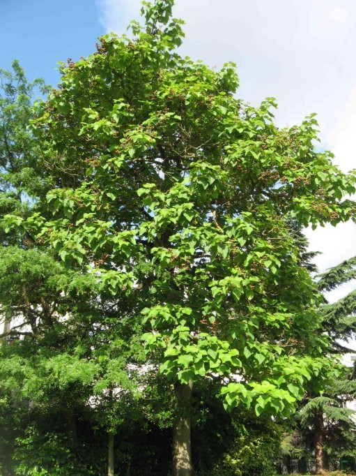 Royal Empress, Paulownia tomentosa, Tree Seeds (Fast, Showy, Fragrant)
