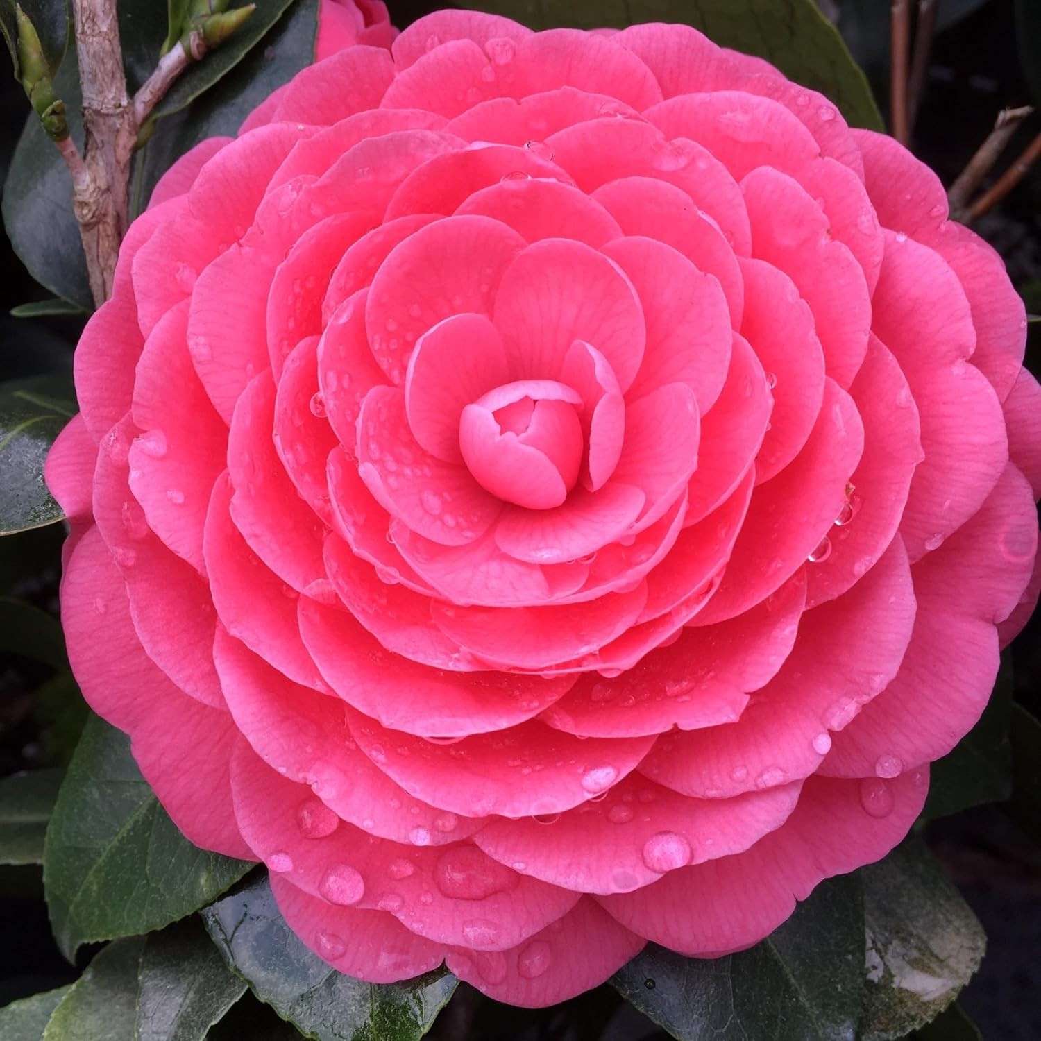 20+ Mixed Camellia Seeds for Planting-Camellia Shrub Impatiens Balsamina Flow…