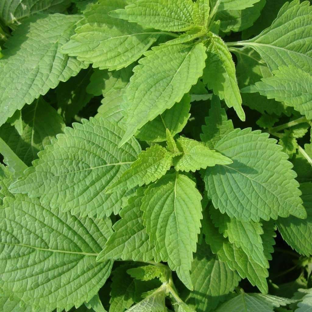 Green Shiso Seeds, Perilla, Beefsteak Plant, Korean Basil, NON-GMO, FREE SHIP
