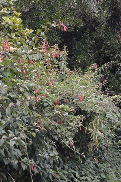 Fuchsia Fanfare | Fanfare Fuchsia | 50 Seeds