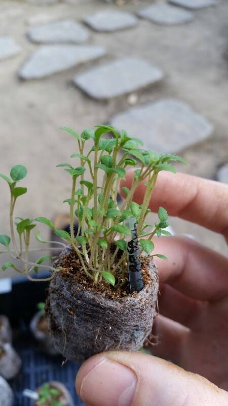 Yukon Gold TPS True Potato Seed 50 Organic Seeds Yellow Mix Potatoes Berry USA
