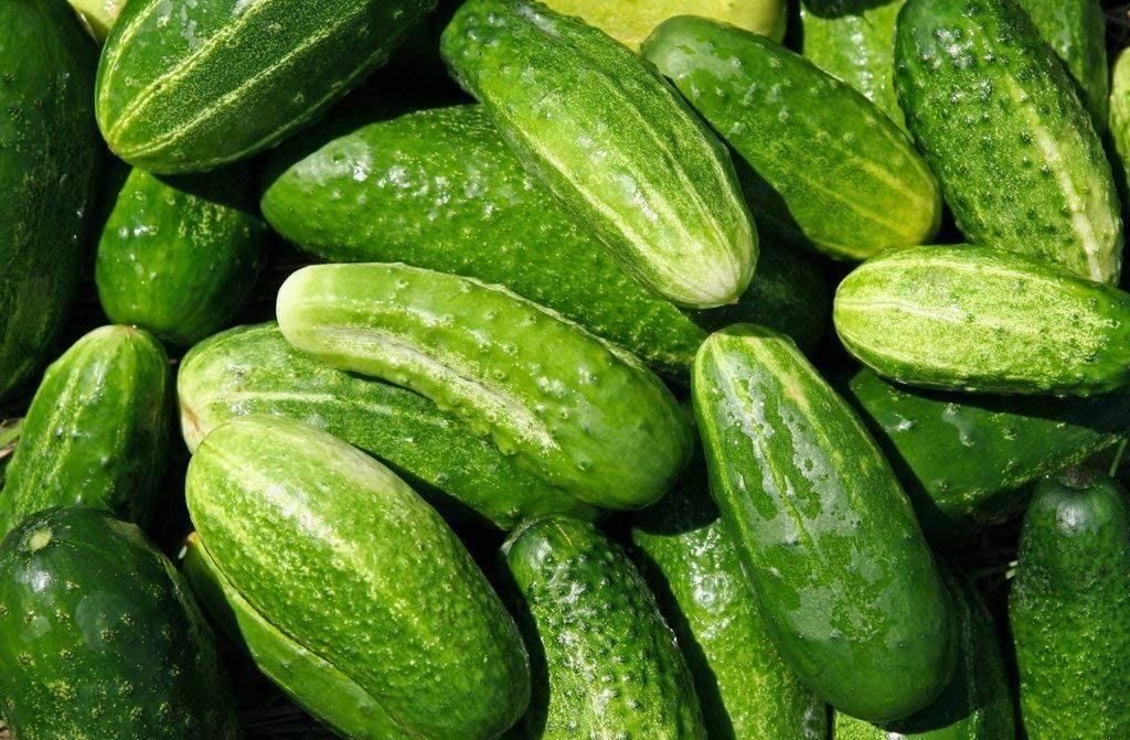 Cucumber Seed , Marketer Cucumber Seeds,”COOL BEANS N SPROUTS” Brand. Home Garde