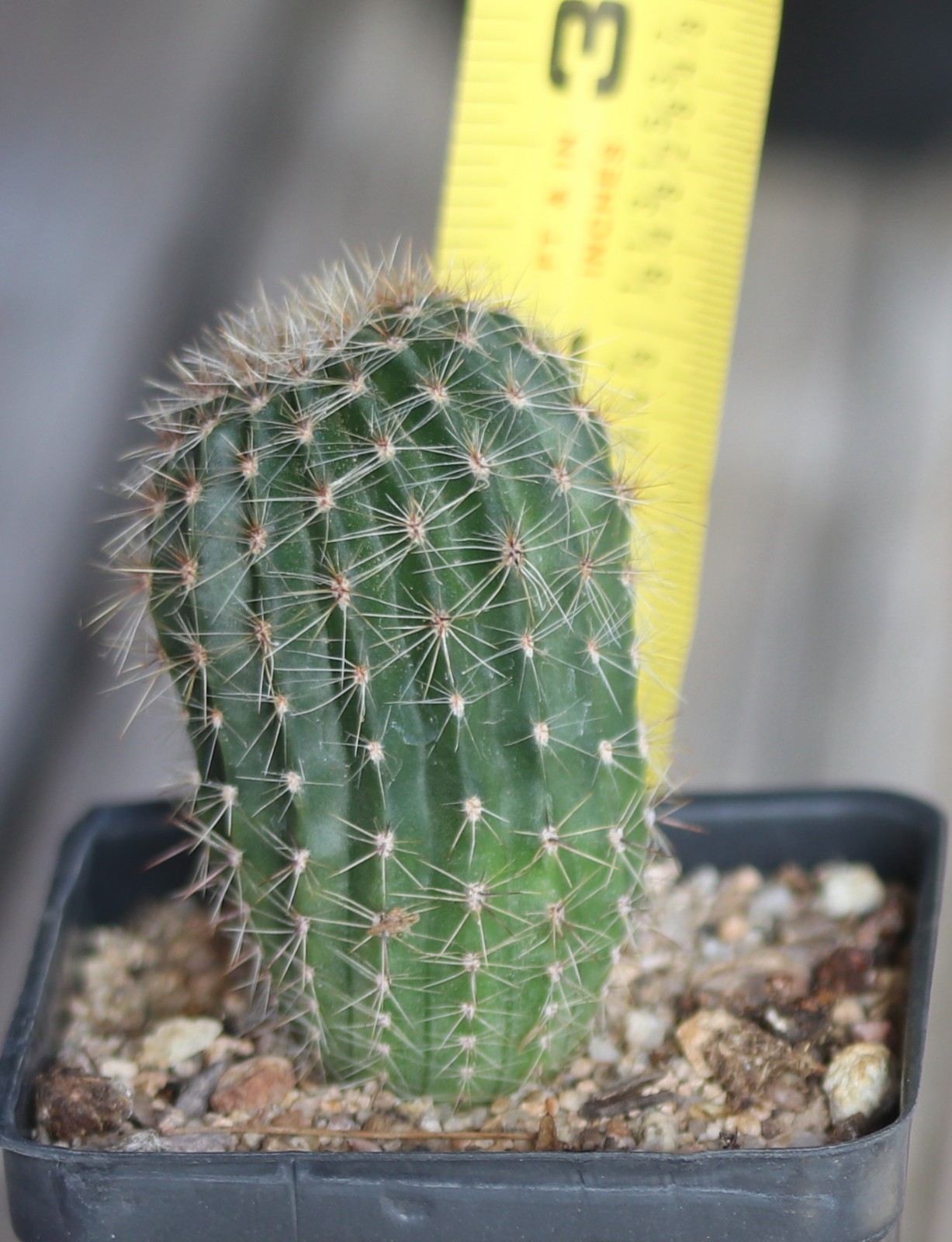 Echinopsis hybrid ‘Sunny Daze’