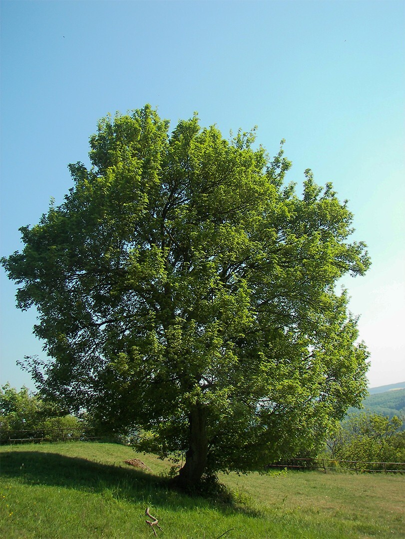 Field Maple Tree | Premium Seeds | Acer campestre ‘Summer’ | Plants’®