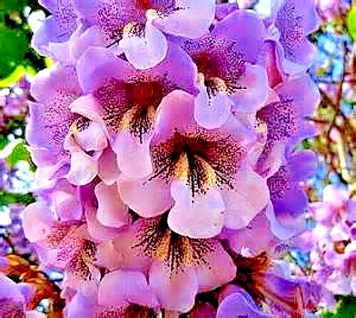 50 Royal Empress (Paulownia tomentosa) Seeds “FASTEST GROWING TREE in the WORLD”