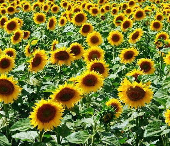 25+Seeds|Mammoth Grey Stripe Sunflowers Seeds #E025