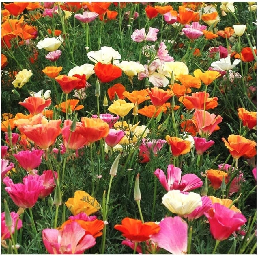 Mission Bells California Poppy Seeds 250+ Flower Eschscholzia USA FREE S&H