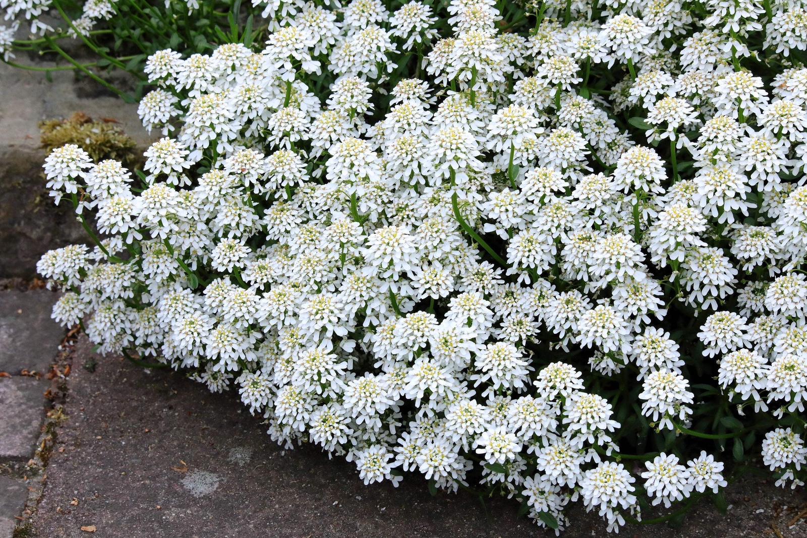 1000 WHITE EMPRESS CANDYTUFT Iberis Amara Flower Seeds *Flat S/H