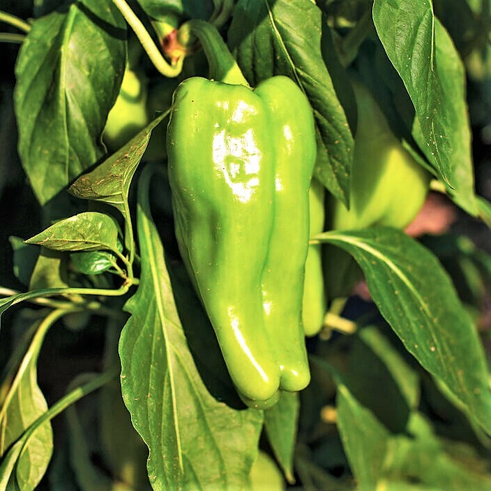 Cubanelle Pepper Seeds | Sweet Green Cuban Chili Peppers Vegetable Seeds 2024