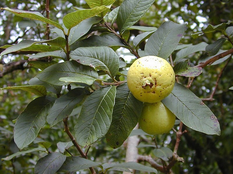 Psidium guajava | Allahabad Safeda White Flesh | Lemon & Apple Guava | 20_Seeds