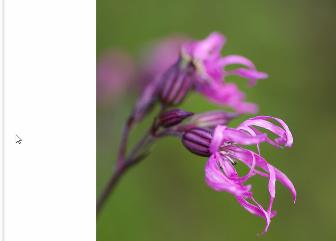 Lychnis Flos – Cuculi Nana seed