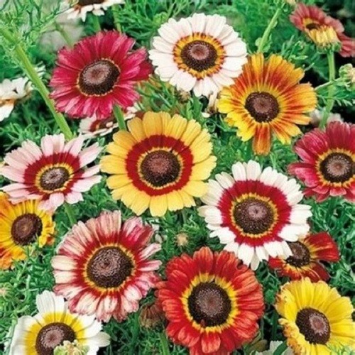 Bulk Painted Daisy Seeds Heirloom Tanacetum coccineum Classic Garden Perennial