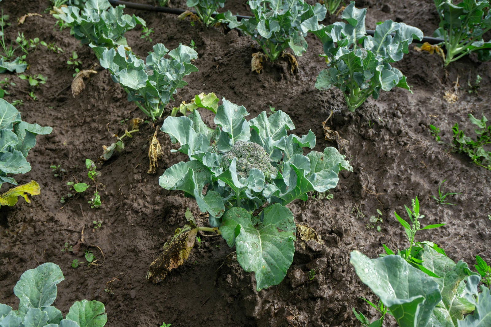 Waltham 29 Broccoli Seeds Non-GMO Heirloom, Tracking Included, Backyard