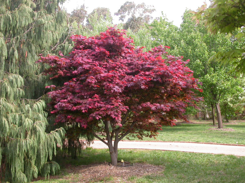 25 + ( Bloodgood ) Atropurpureum Japanese Maple tree seeds