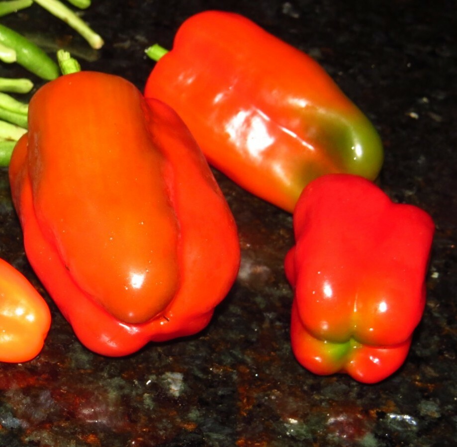 50+ Red, Orange,Yellow & Green Bell Pepper Seeds.US grown seeds.