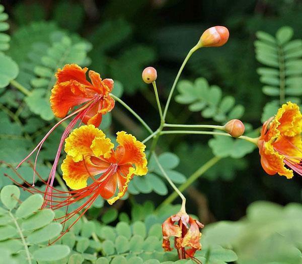 Caesalpinia pulcherrima | Red Mexican Bird of Paradise | 20 Seeds