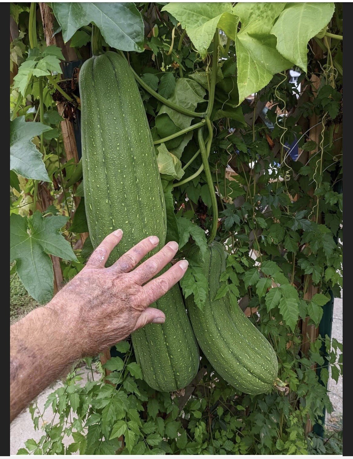 20 Virginia Huskie luffa sponge seeds, For The Love Of Luffa! Loofah by Jim Hall