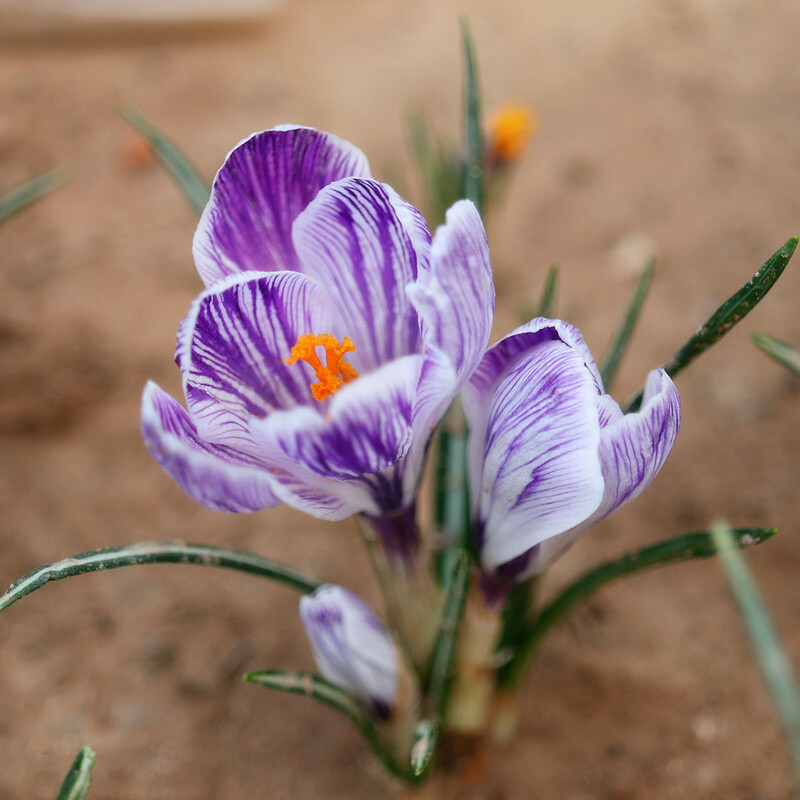 25pc CROCUS SAFFRON SEEDS Garden Plant Flower exotic USA seller FREE shipping
