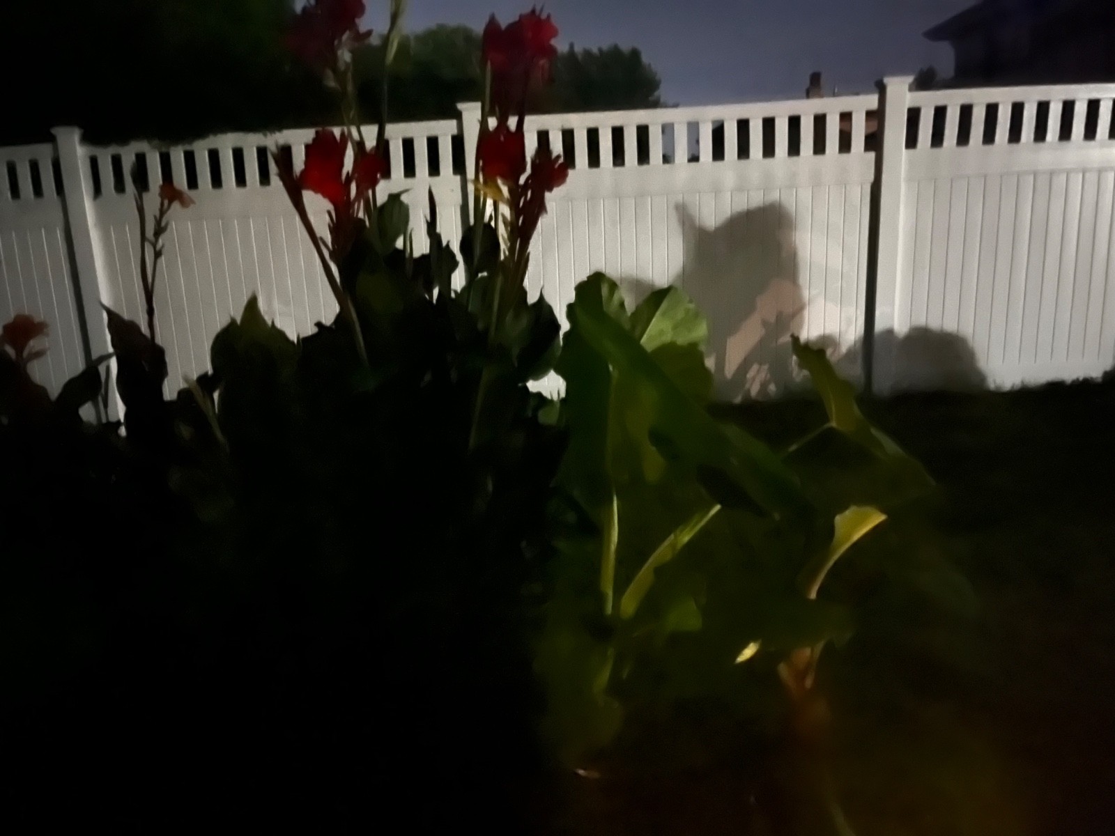 Very RARE – GIANT RED KING CANNA BULBS 8-12 FEET TALL – (5) Bulbs Ready to Plant