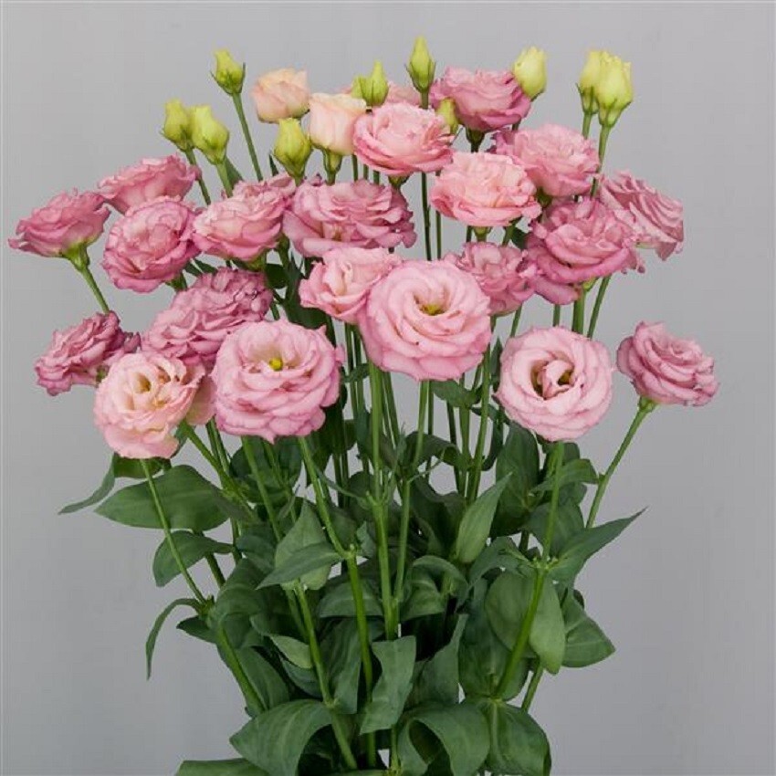 Lisianthus Seeds Lisianthus Arosa Peach Cut Flower Seeds