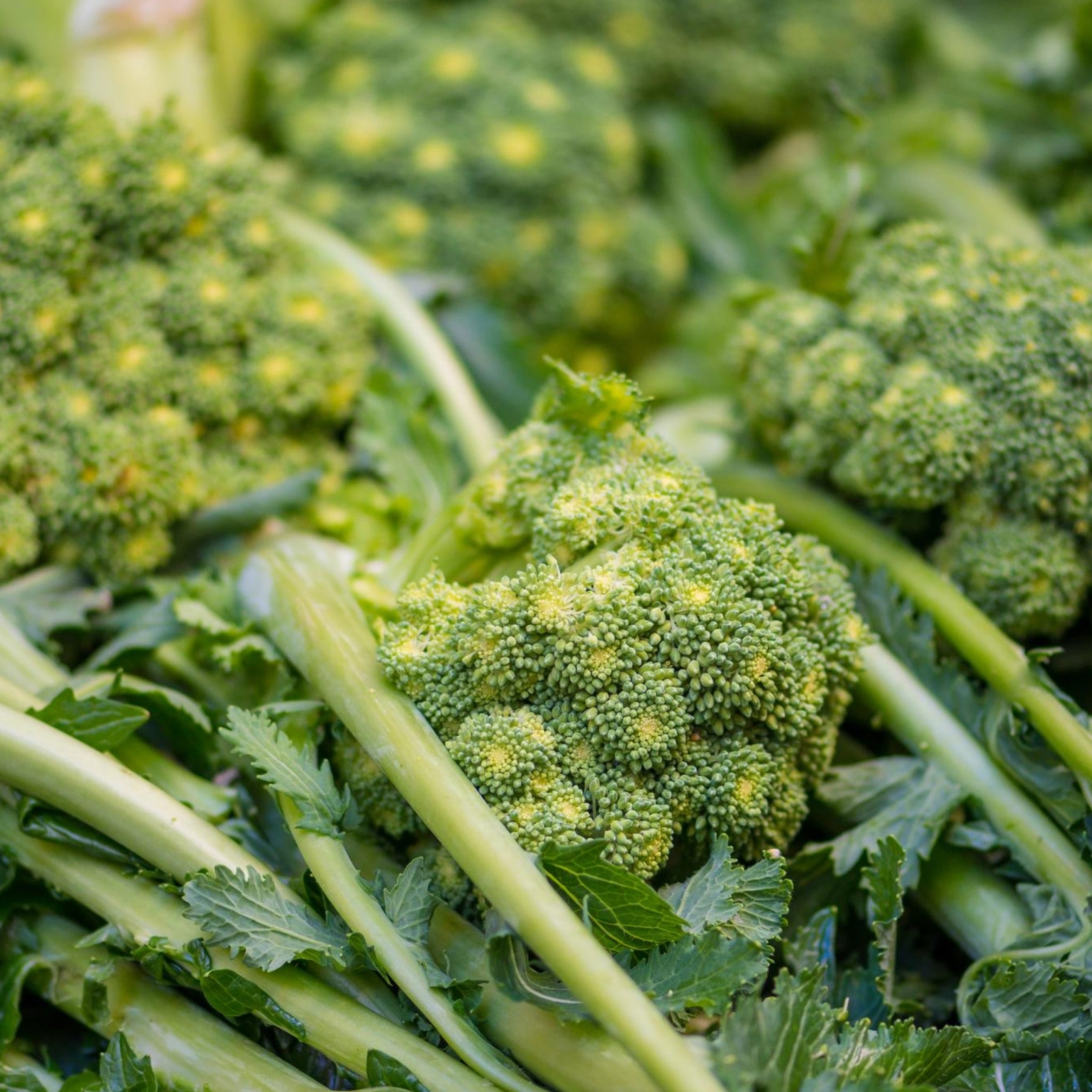 Broccoli Rabe Rappini – Seeds – Organic – Non Gmo – Heirloom Seeds