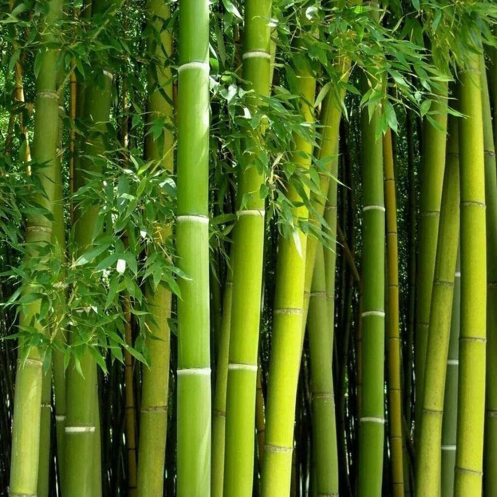 Giant Green Bamboo Seeds for Planting – 500+ Bamboo Seeds Fast Growing