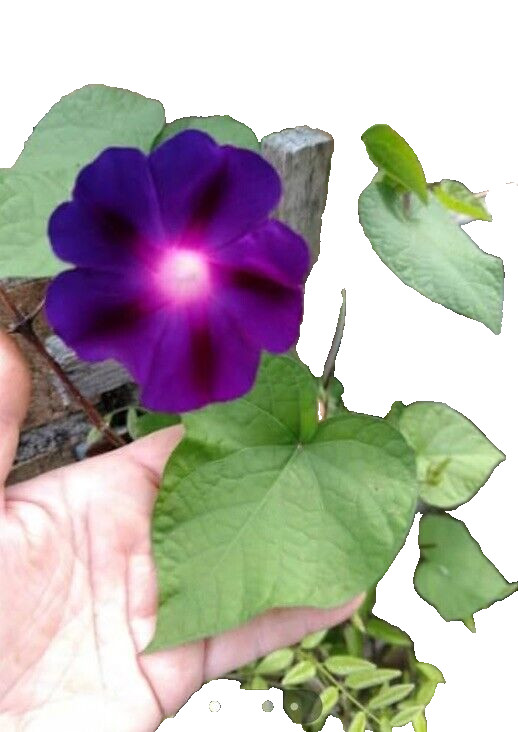 50 Royal Purple Morning Glory Seeds | Non-GMO | Free Shipping | Kay’s Seeds