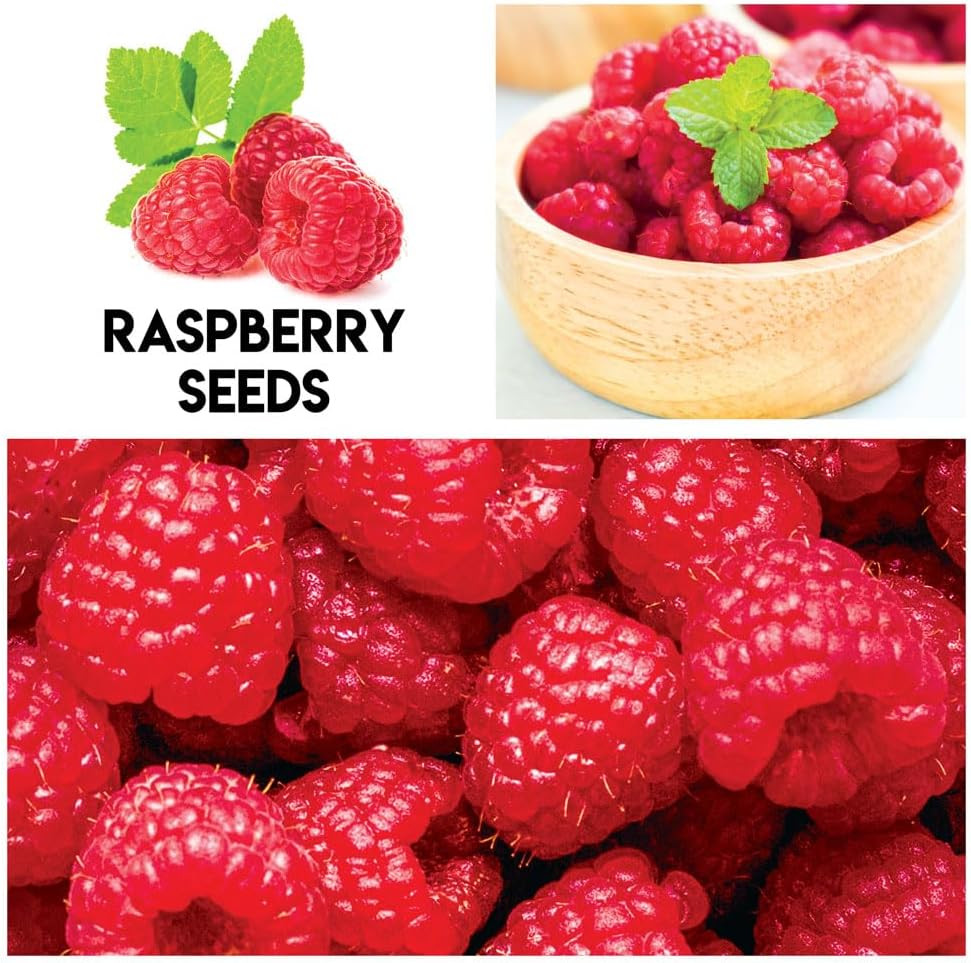 Fruit Garden Seeds Kit – Elderberry, Blueberry, Raspberry, Strawberry, Mulberry