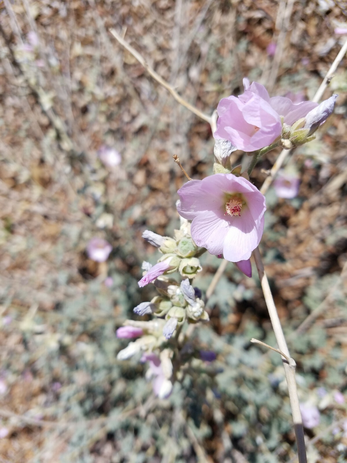 Globemallow Mixed Colors 250+ Seeds Pink White Orange Flower Sphaeralcea ambigua