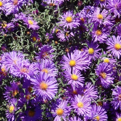 New England Aster Seeds – Symphyotrichum novae-angliae – Heirloom Fall Perennial