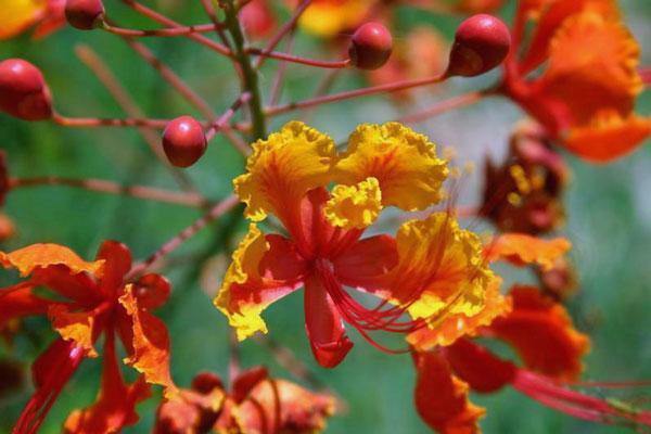 Caesalpinia pulcherrima | Red Mexican Bird of Paradise | 20 Seeds
