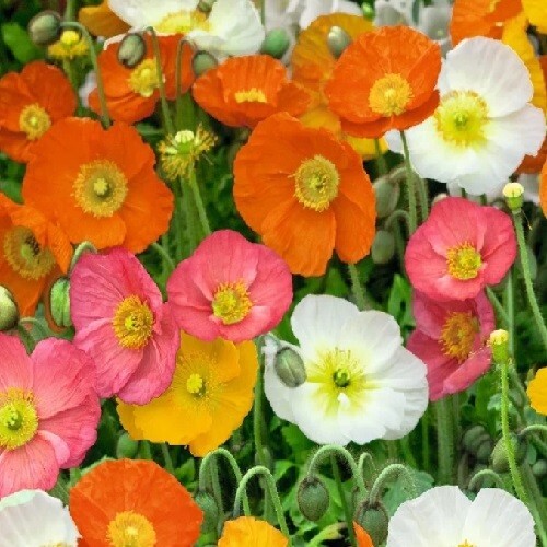Poppy Seeds For Planting 20,000+ Icelandic Mixed Color Poppies Fast US Shipping