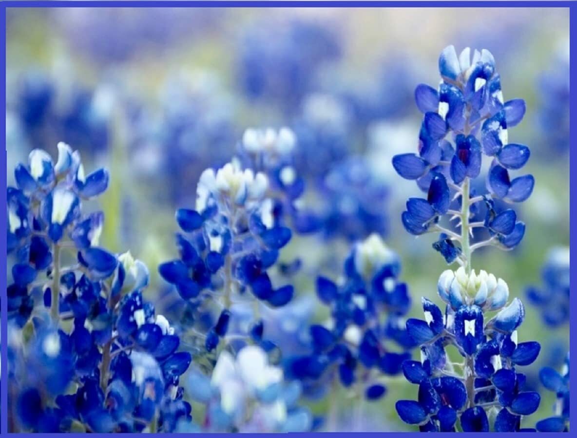 Texas Bluebonnet Wildflower Seeds for Planting Vibrant Blue Wildflowers