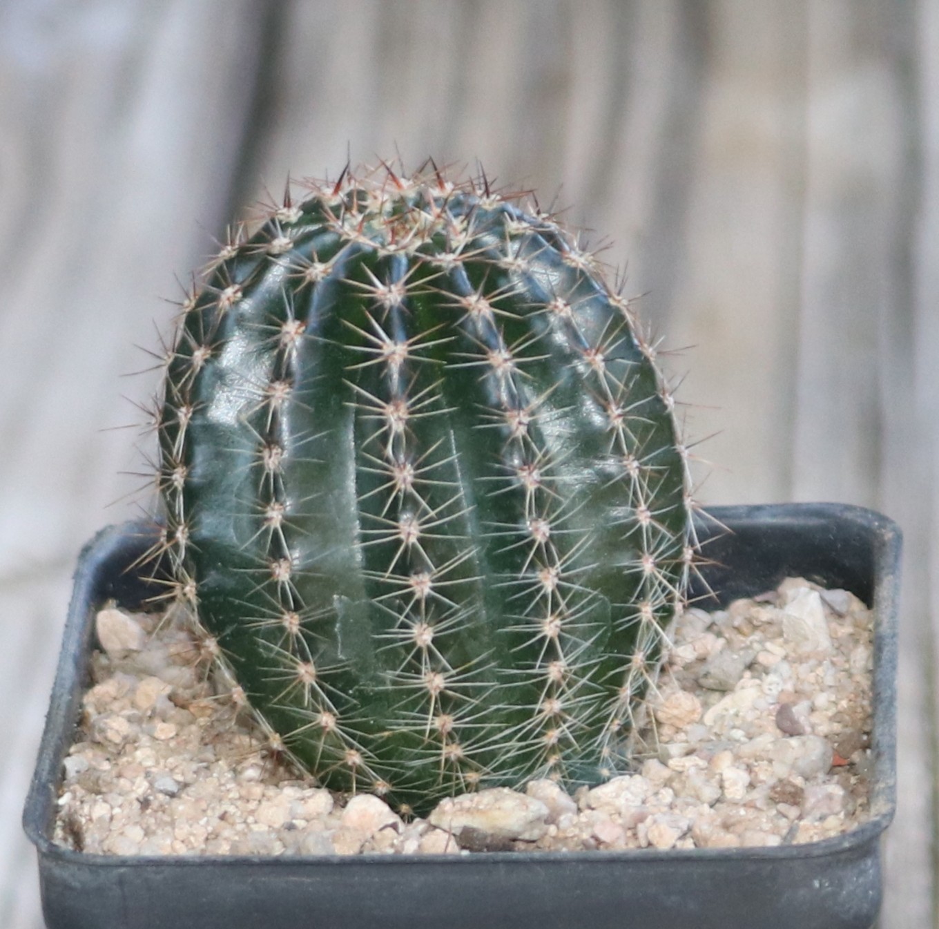 Schick hybrid ‘Flattycake’