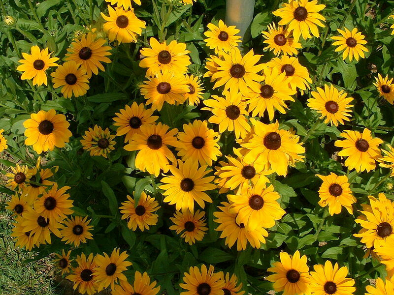 Black-Eyed Susan & Fancy Gloriosa Daisy Combo 190 Seeds~My Botanical Garden Club