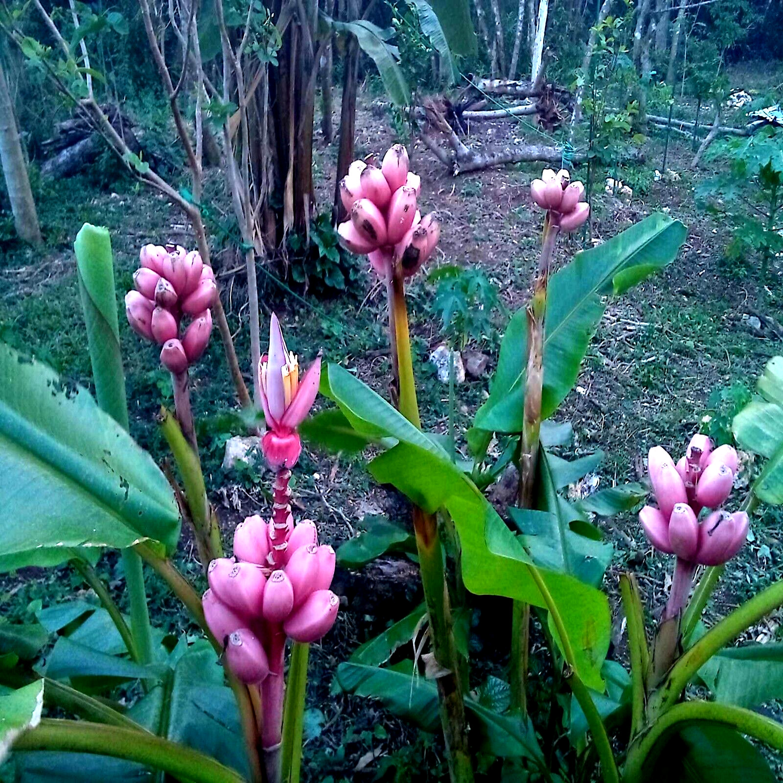 Pink Dwarf Banana Tree Fruit Plant Seeds (Musa velutina) Rare Fast Hardy-Zone 7b