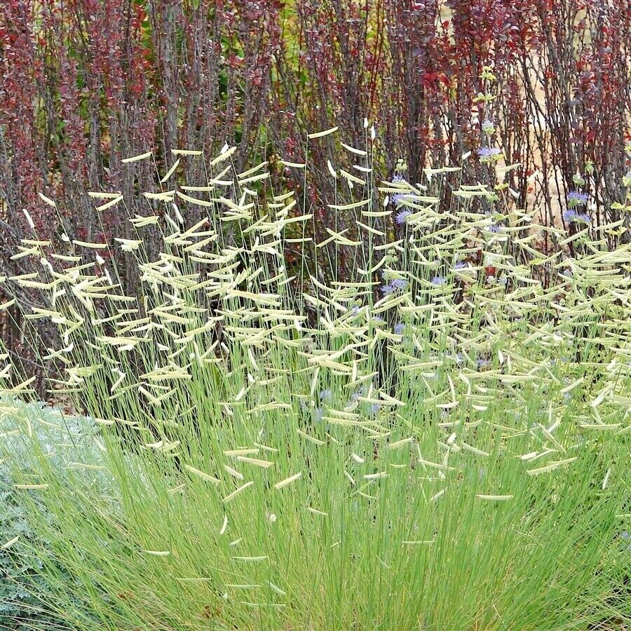1001+BLUE GRAMA Seeds Native Prairie Grass Drought Poor Soils Low Maintenace