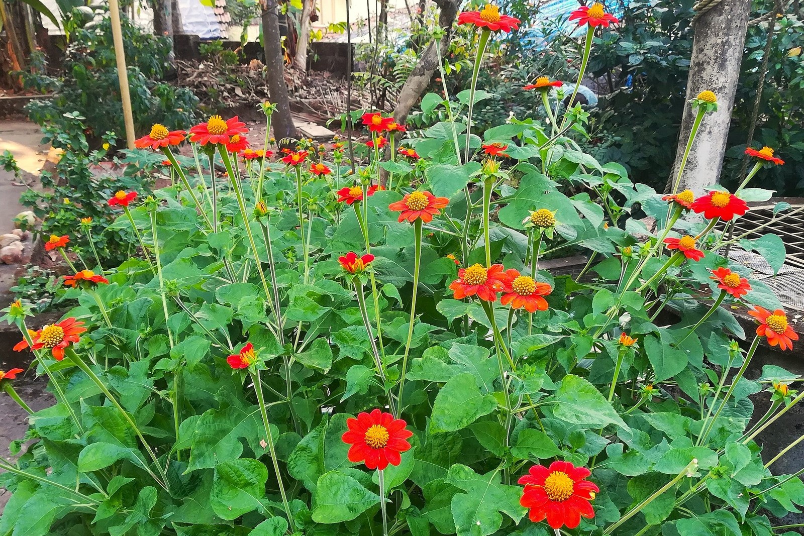 Mexican Sunflower Seeds |Tithonia Red Orange Sun Flower Tropical Plant Seed 2025