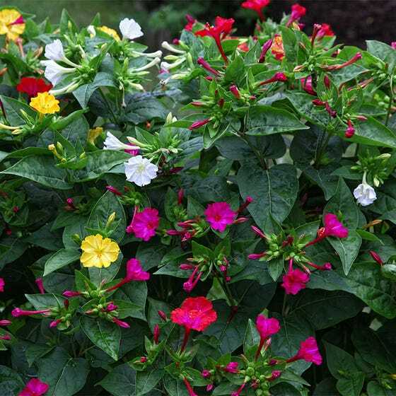 Four O’Clock FORMULA Mix Perennial NonGMO Pink Red Yellow White Flowers 25 Seeds