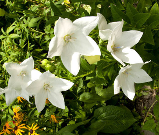 BALLOON FLOWER WHITE Platycodon Grandiflorus – 400 Bulk Seeds