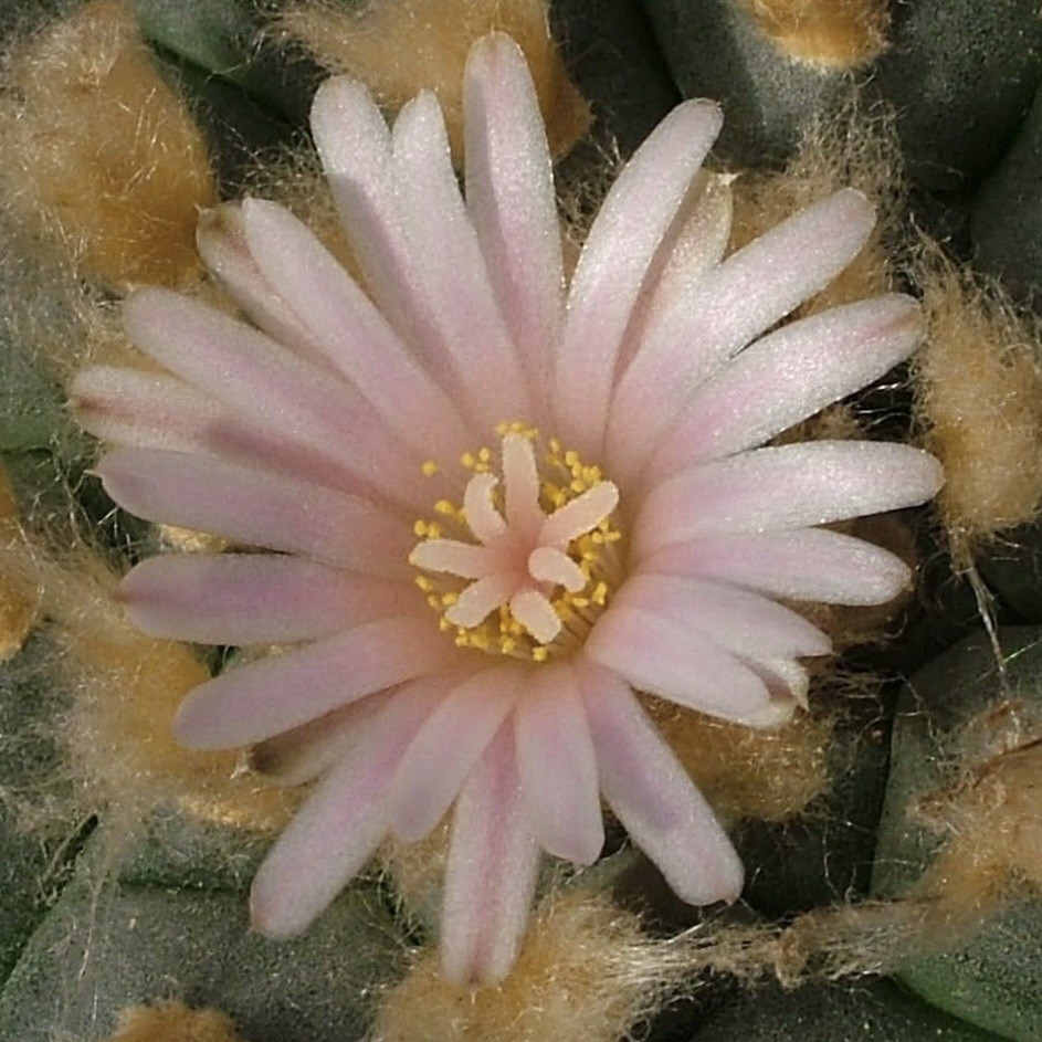 RARE SEEDS (10pk) w…v. Siete de Enero x10 (Ten) Cactus US SELLER